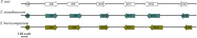 Verification of TRI3 Acetylation of Trichodermol to Trichodermin in the Plant Endophyte Trichoderma taxi